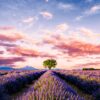 Lavender Field Sunset Metal Poster