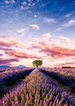 Lavender Field Sunset Metal Poster