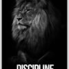 Discipline metal poster wall art in Pakistan