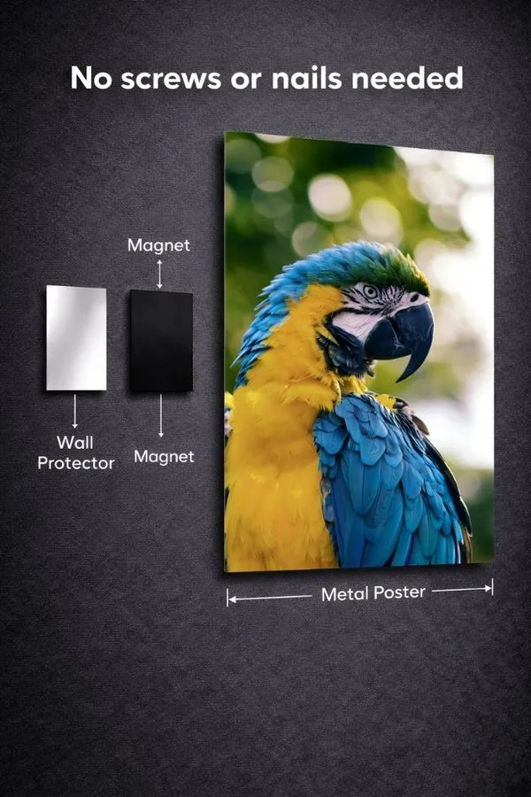 Blue And Yellow Macaw metal posters animal wall art wall art in Pakistan