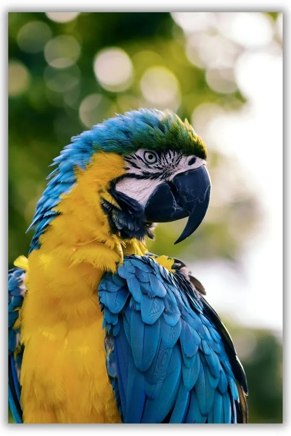 Blue And Yellow Macaw metal posters animal wall art wall art in Pakistan